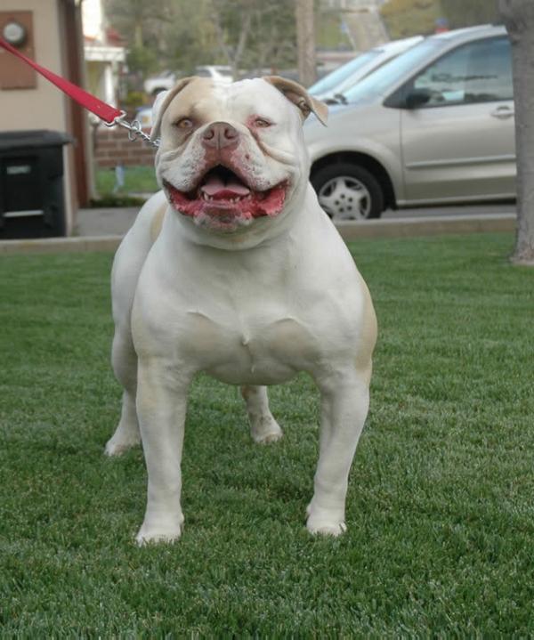 SCB's Messi Lucciano | American Bulldog 