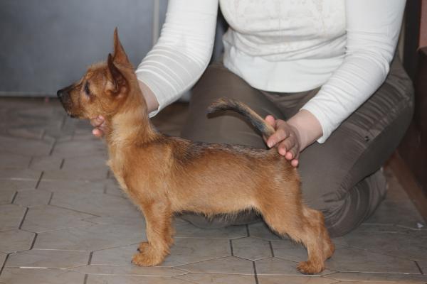 Snezhnoe Tango O Scarlet My Love | Australian Terrier 