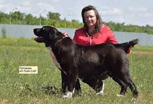 ZHADI | Central Asian Shepherd Dog 