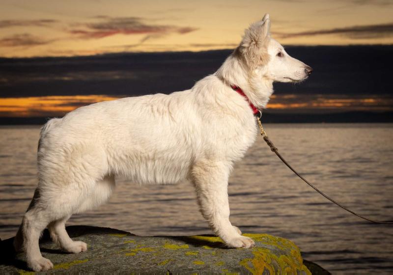 Troika vom Niehuser See | White Swiss Shepherd Dog 