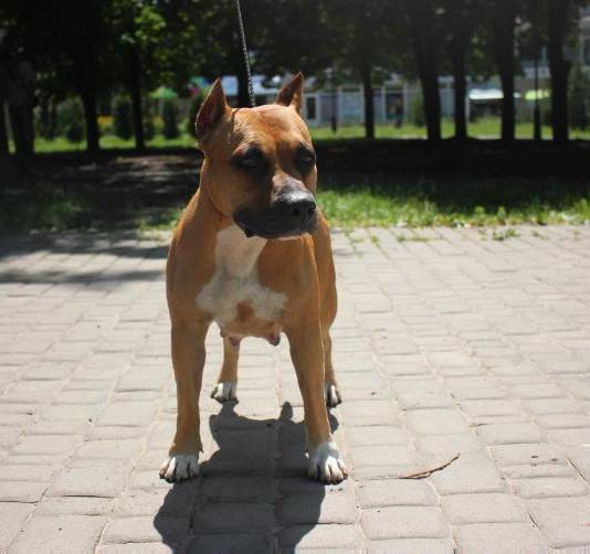 Illana royal duchess feniks ra | American Staffordshire Terrier 