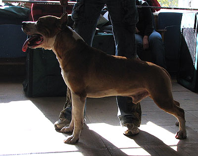 N'yu Saymon Gold Staff | American Staffordshire Terrier 