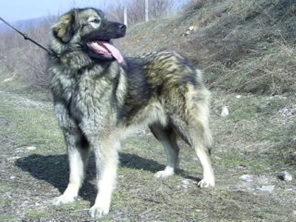 Cera od stankoviCa | Yugoslavian Shepherd Dog-Sarplaninac 