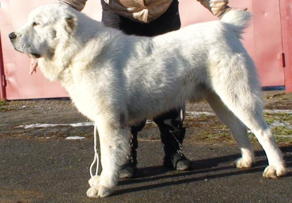 Avuly Alashir | Central Asian Shepherd Dog 
