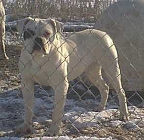 North Viking's Bossy Babe PH-0.32/0.40 | American Bulldog 