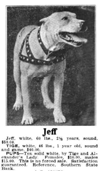 Jeff (~1916) | Staffordshire Bull Terrier 