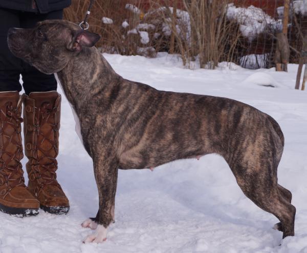 Wizage Primetime Piara | American Staffordshire Terrier 