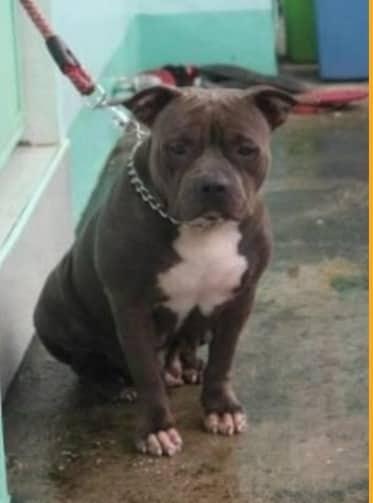 PGK VENUS ERVEOLOV | American Pit Bull Terrier 