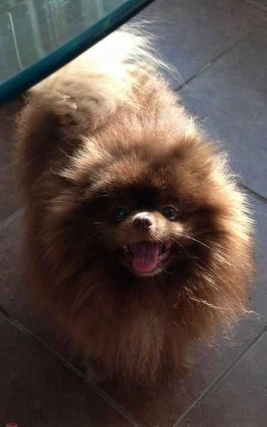 Expression's As It Should Be | Pomeranian 