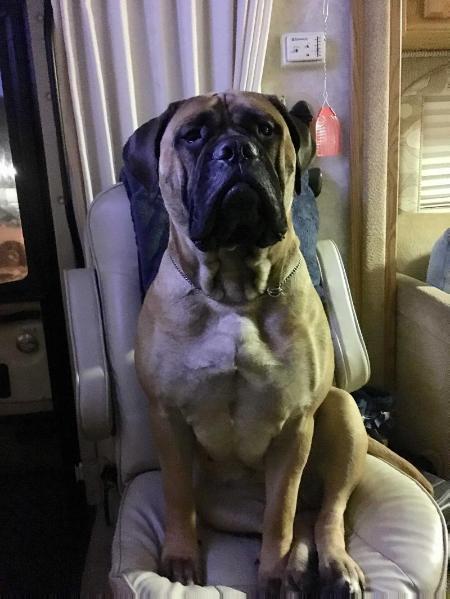 Shayla's Island Echo | Bullmastiff 