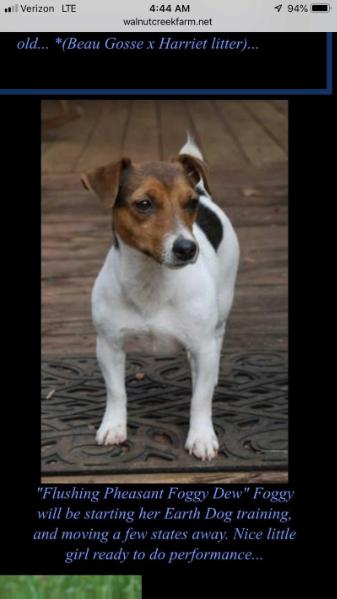 Flushing Pheasant Foggy Dew | Jack Russell Terrier 