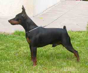 Gucci di Kristianden | Miniature Pinscher 