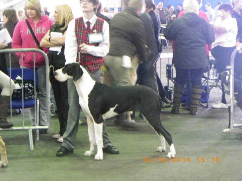 Culseandanes Hello Sweetie | Great Dane 