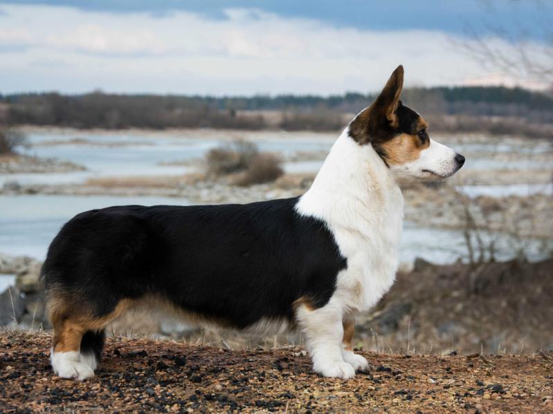 Beryllos Mistycor Lady Godiva | Cardigan Welsh Corgi 