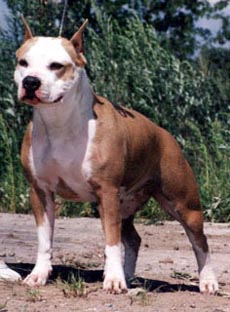 ????? ???? ????? ?? | American Staffordshire Terrier 