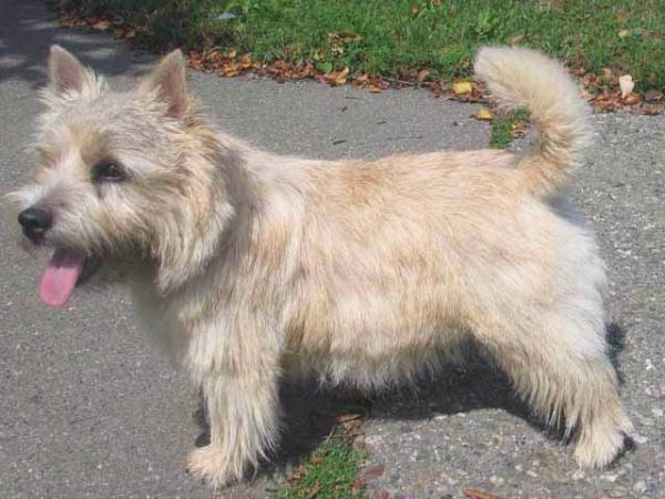 Abraxas Apollinaris | Norwich Terrier 