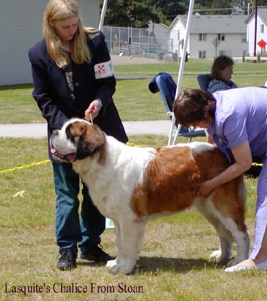 LASQUITE'S CHALICE FROM STOAN | Saint Bernard 