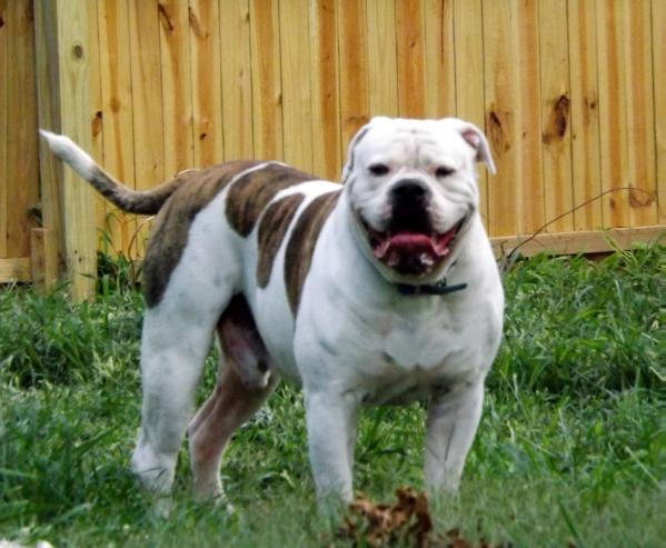 Buretta's Savage Beast a.k.a Jake | American Bulldog 