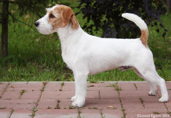 Kindred Soul Cooper S Mini | Jack Russell Terrier 