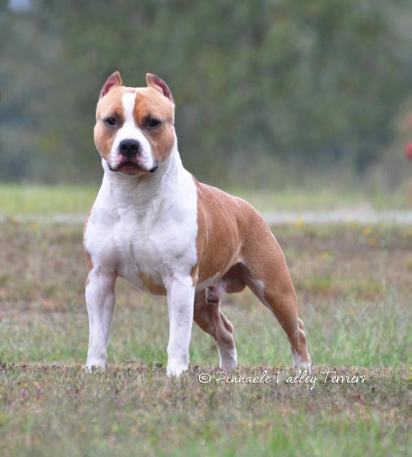 Pinnacle's Benmars Future Daydreamer | American Staffordshire Terrier 