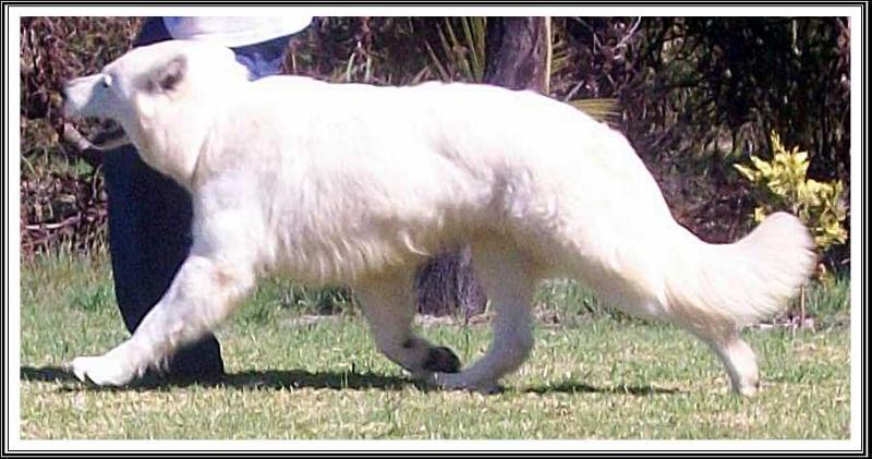 Delatro Moekie | White Swiss Shepherd Dog 