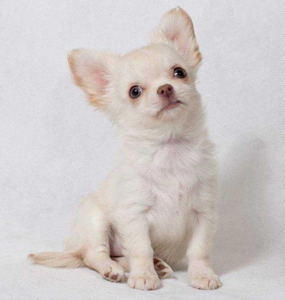 Inspired Miracles Bianka | Chihuahua 