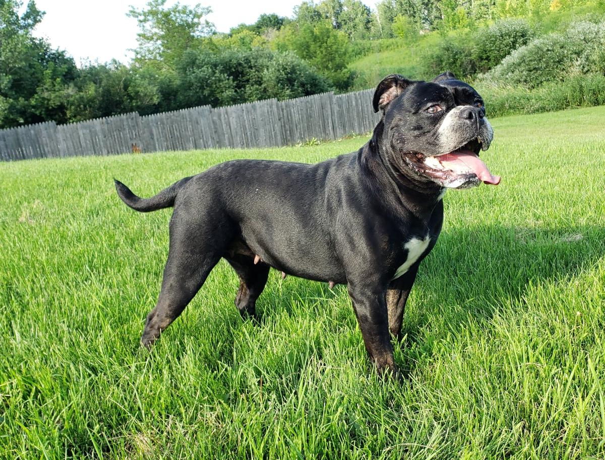 Shoreline's Trouble | Olde English Bulldogge 