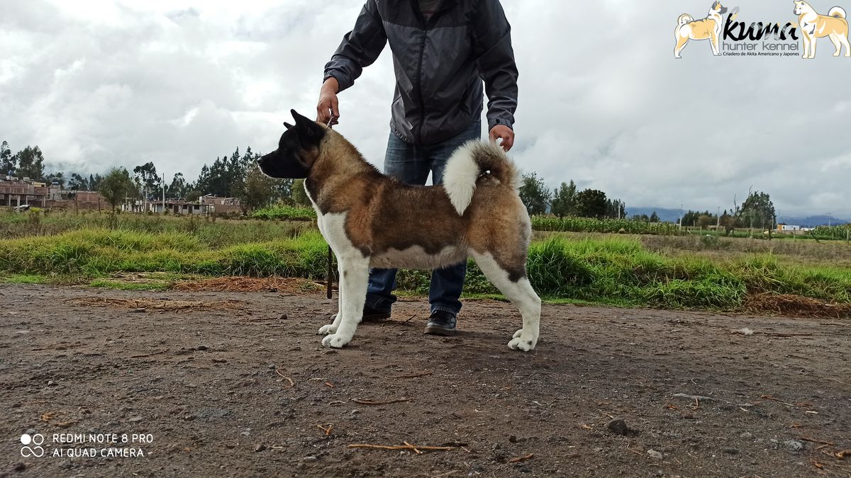 Xcaret Kuma Hunter Kennel | Akita 