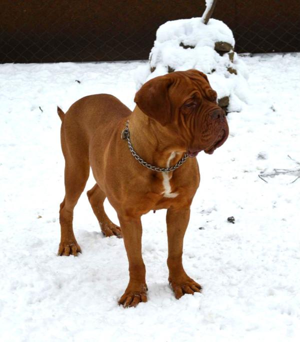 Quantum Libet Yanna von Bullbordogs | Dogue de Bordeaux 