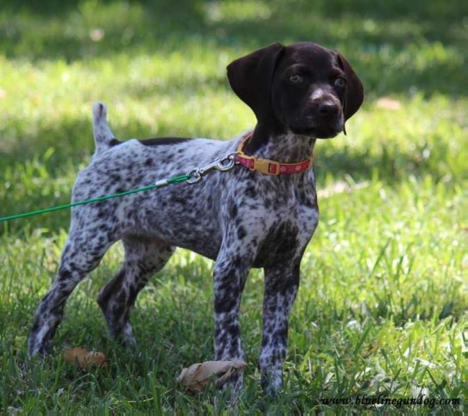 DOBA VON DER BLUE LINE | German Shorthaired Pointer 