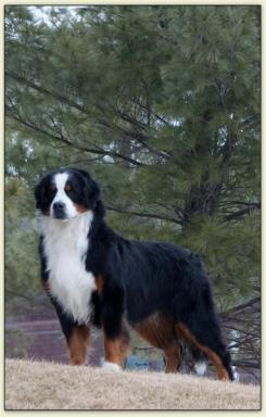 Adesa's Time For Tunes | Bernese Mountain Dog 