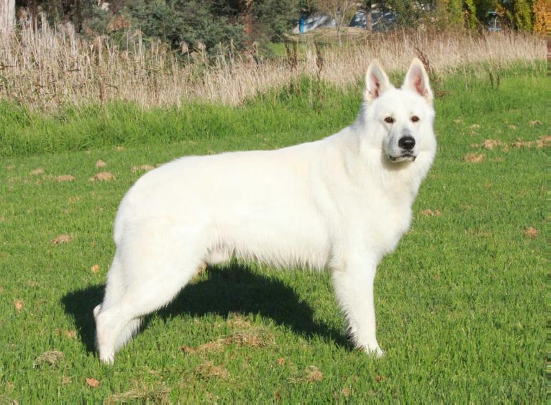 Soverenpark Blaze Of Glory | White Swiss Shepherd Dog 