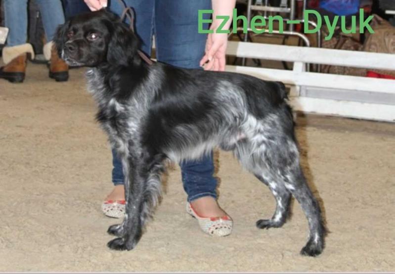 EZHEN-DYUK | Brittany 