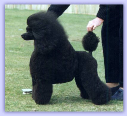 Minarets Stars In Her Eyes | Poodle 
