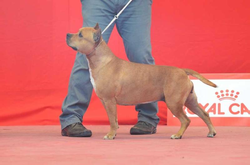 Atenas American Pride | American Staffordshire Terrier 