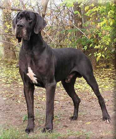 Altoparti Noir | Great Dane 