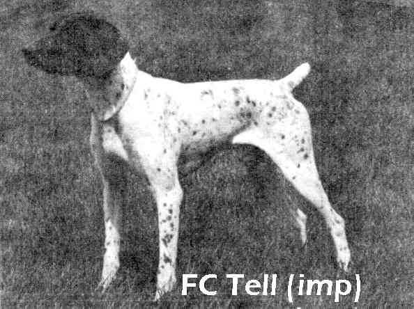 TELL (IMP) | German Shorthaired Pointer 