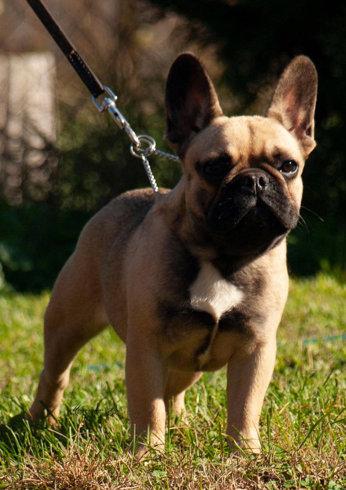 Maximus-Box Hero | French Bulldog 