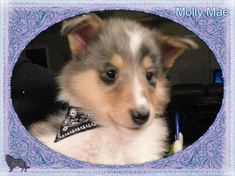 Lost Acres Good Golly Miss Molly | Rough Collie 