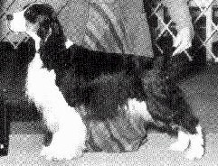 Venetian Calico Queen | English Springer Spaniel 