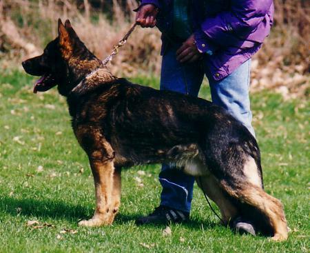 Rocky von der bösen Nachbarschaft | German Shepherd Dog 