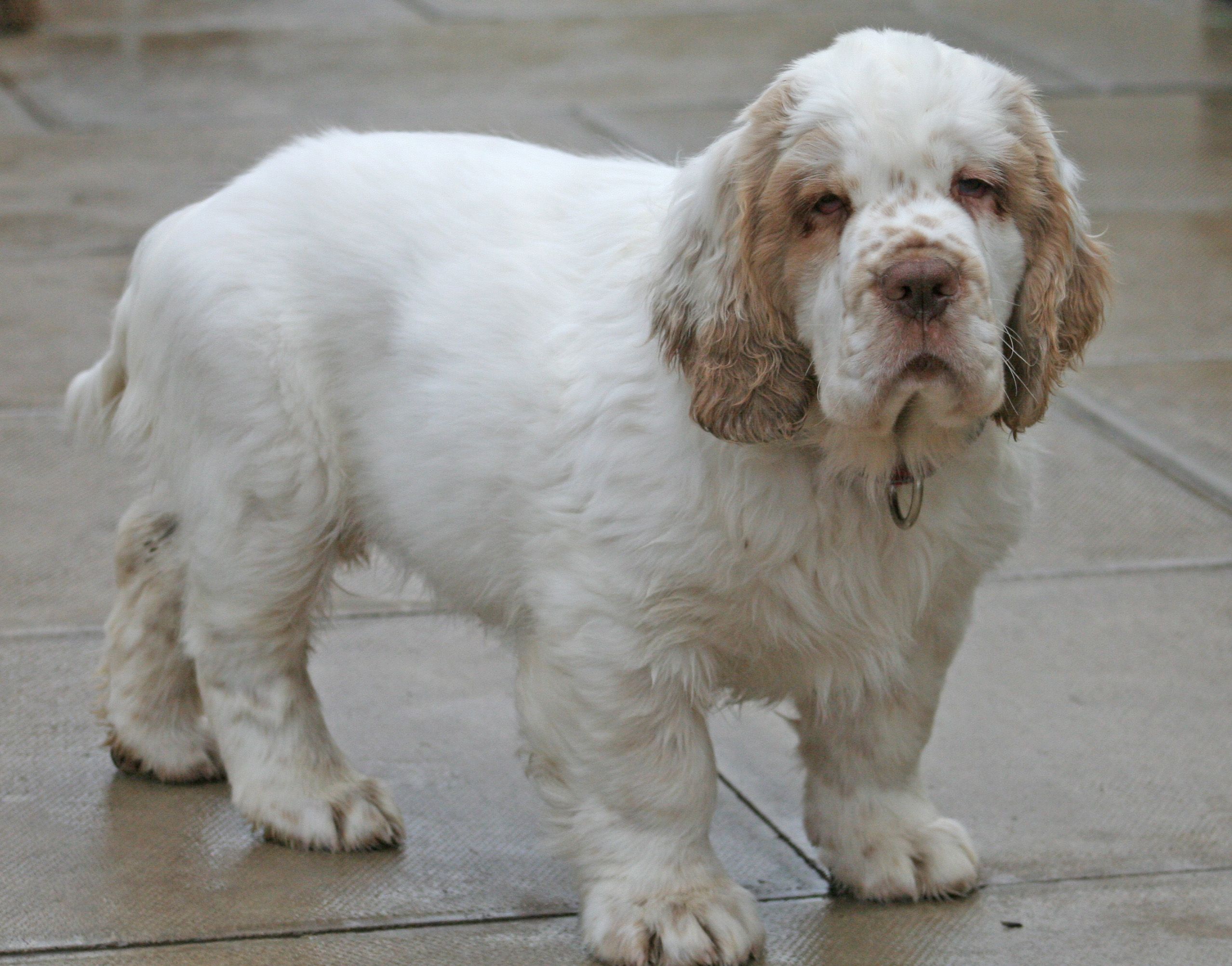 Clumber Spaniel