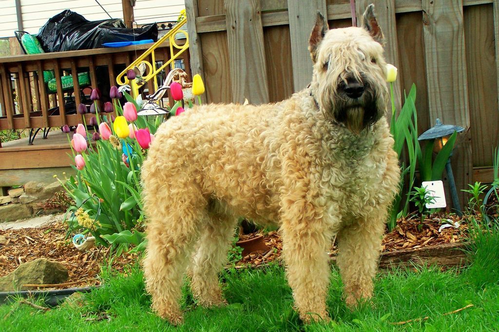 Bouvier des Flandres