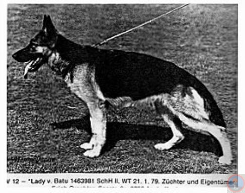 Lady von Batu | German Shepherd Dog 