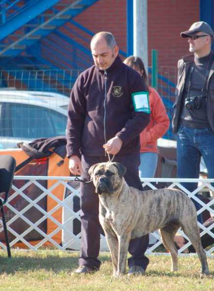 I BRAVI RAGAZZI SUMMERTIME | Bullmastiff 