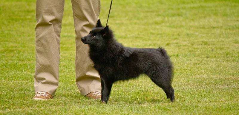 Exmoor Spel's Trouble | Schipperke 