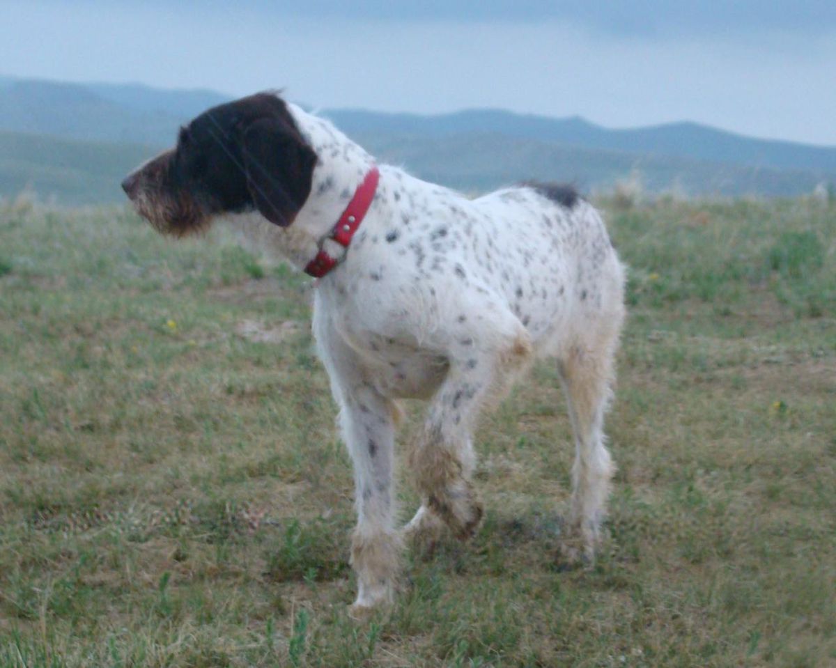 CYNISTER'S BELIVE IT OR NOT | German Wirehaired Pointer 