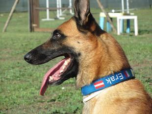 Erak la Maschera di Ferro | Belgian Malinois 