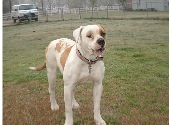 Durham's Candy girl | American Bulldog 
