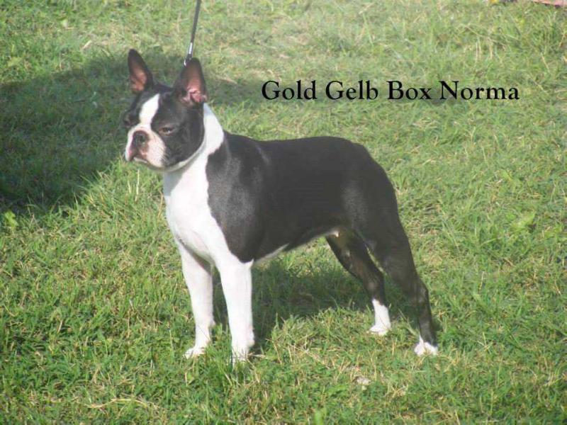 Gold Gelb Box Norma | Boston Terrier 